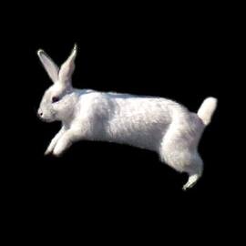 Finding your way through the rabbit hole