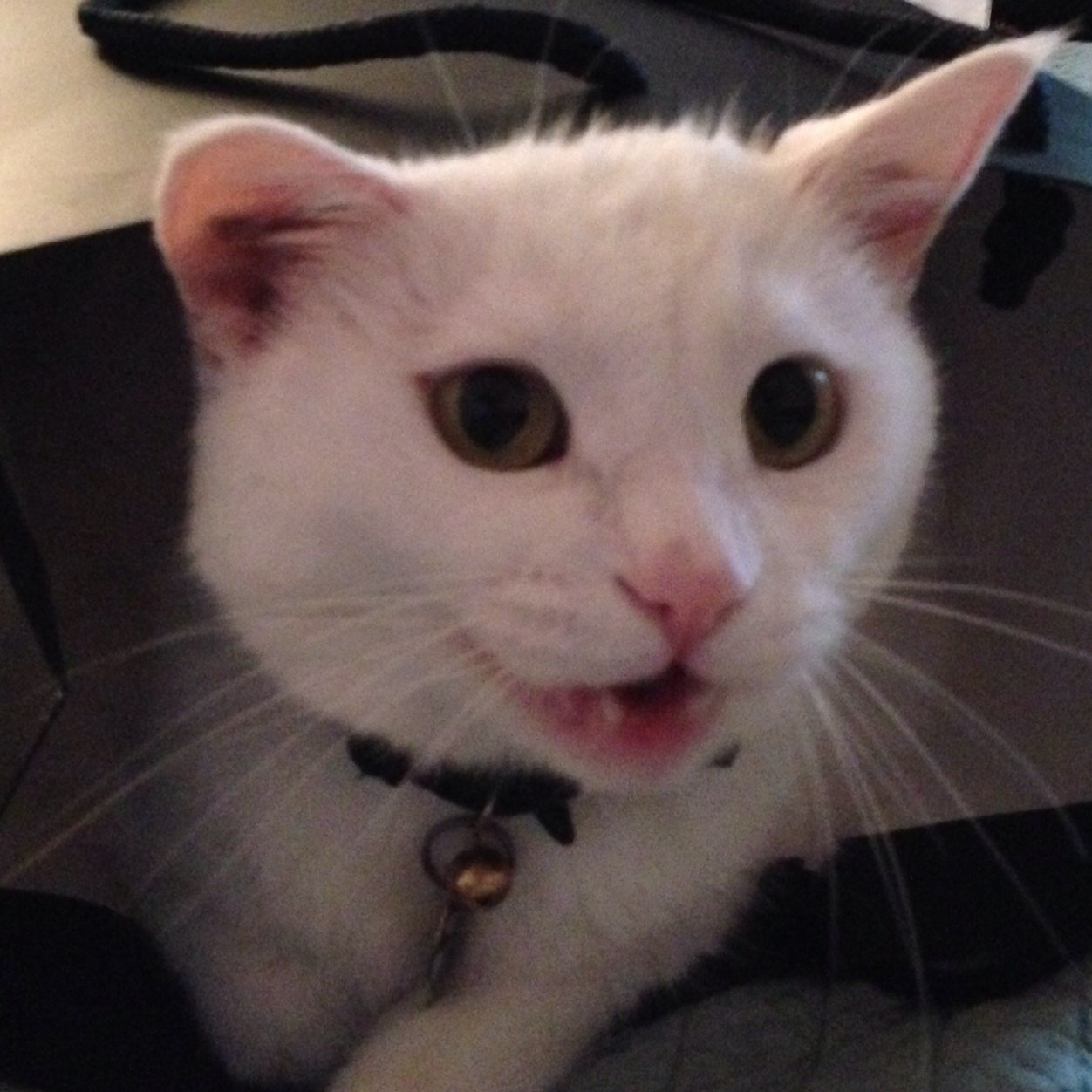 RIP to my most wonderful cat. will still keep tweeting under her account. she/her