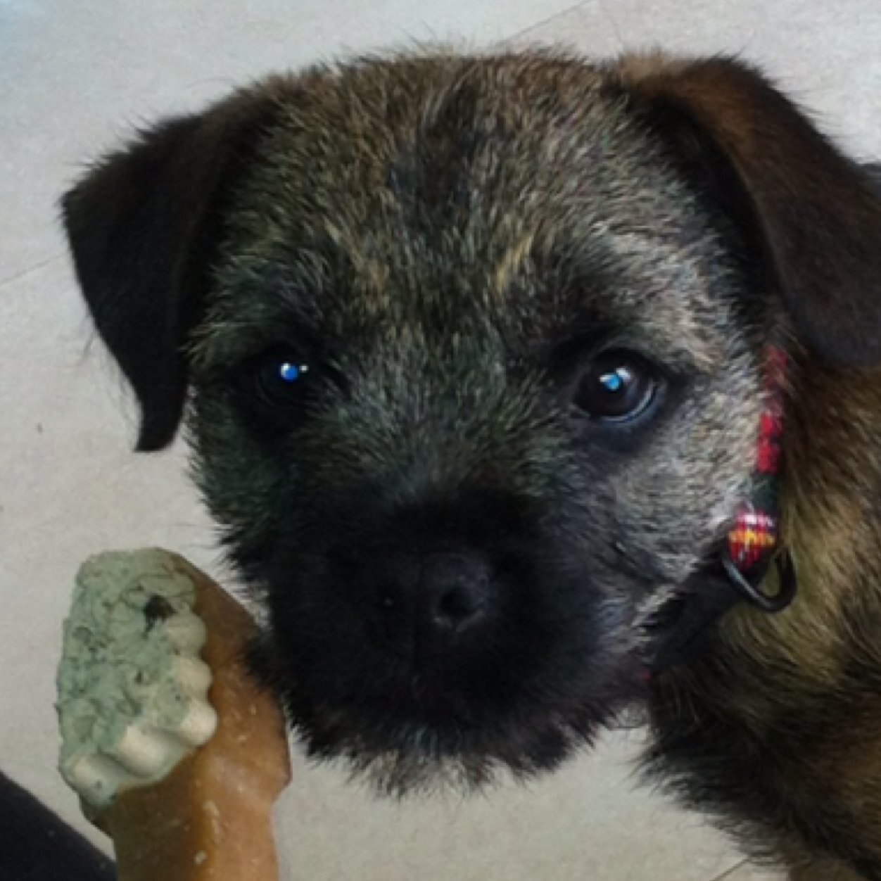 Greetings, I am Angus, a border terrier puppy.