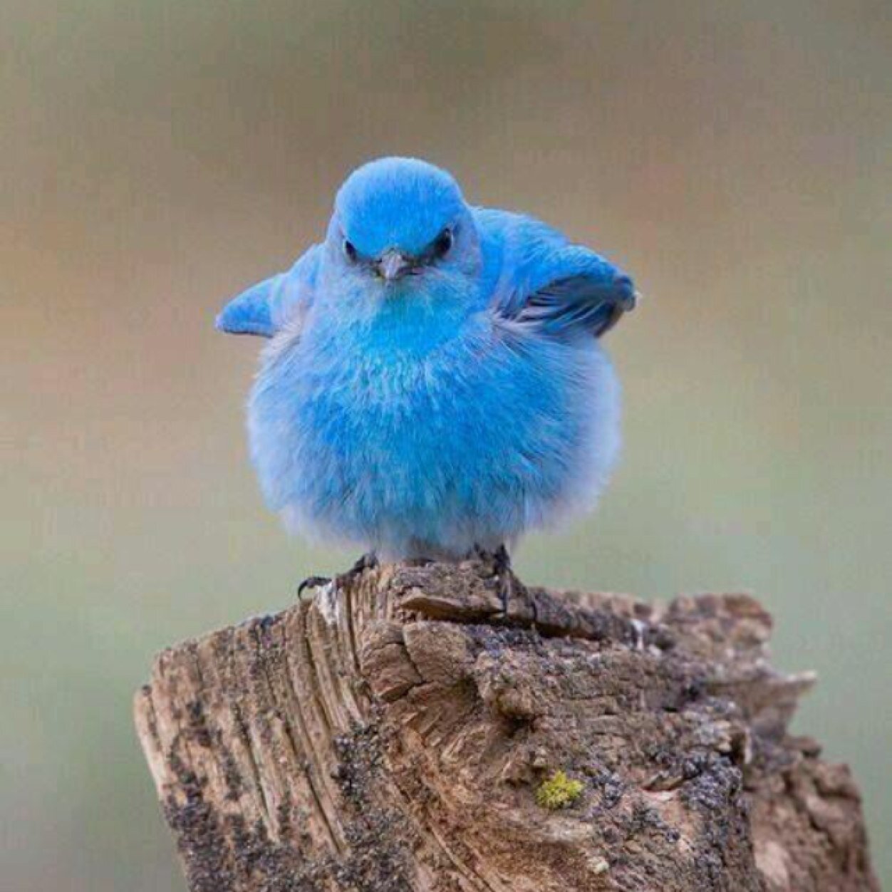 tauro1337's profile picture. 