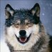 Good Wolf (@goodwolfpac) Twitter profile photo