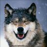 GoodWolfPAC's profile picture. A 501(c)3 Nonprofit Organization dedicated to saving wolves and other wildlife. Facebook: https://t.co/vZVu18kkIl  Donations: https://t.co/KjpLyBodIJ