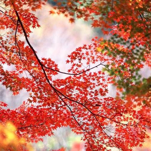 BEAUTIFUL NATURE , BEAUTIFUL LIFE