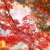 COLOURFUL LIFE (@momiji356) Twitter profile photo COLOURFUL LIFE (@momiji356) Twitter profile photo