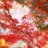 Momiji356's profile image