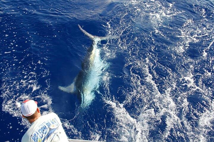 bermysquid's profile picture. Instagram - @bermysquid