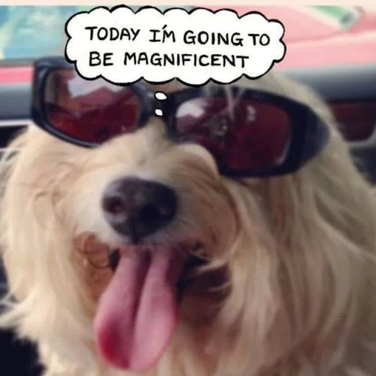 BrownsvilleSPCA's profile picture. The Brownsville Society for the Prevention of Cruelty to Animals was founded in 1997 and is a non-profit 501(c)3 organization dependent on public support.