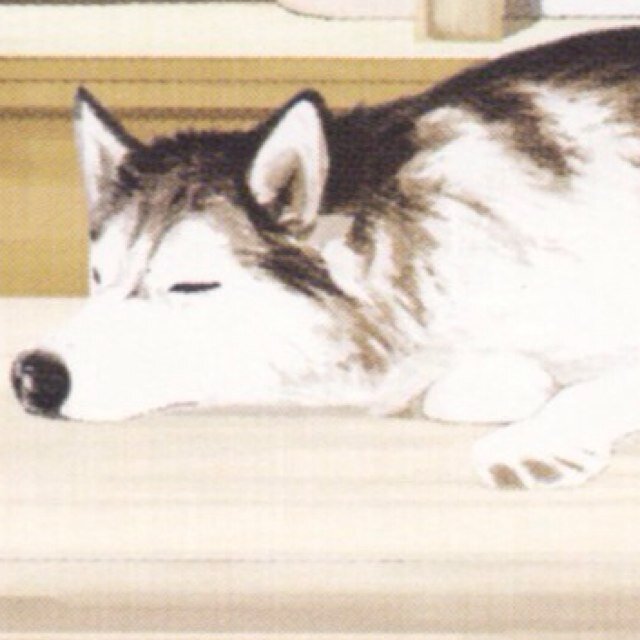 1 year old, Siberian Husky, Given the ability to speak. The beloved pet of @_RebeliousAngel and @JailedDean My Sister: @JunkiePuppy_ #RP #Single #Looking