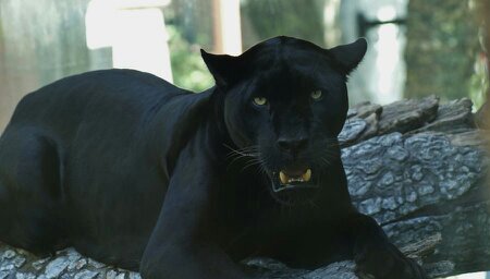 Im Zeka, im a black jaguar, I have 2 Cubs,  Jinx and Blade, No mate, No pack,Protecting my Cubs.