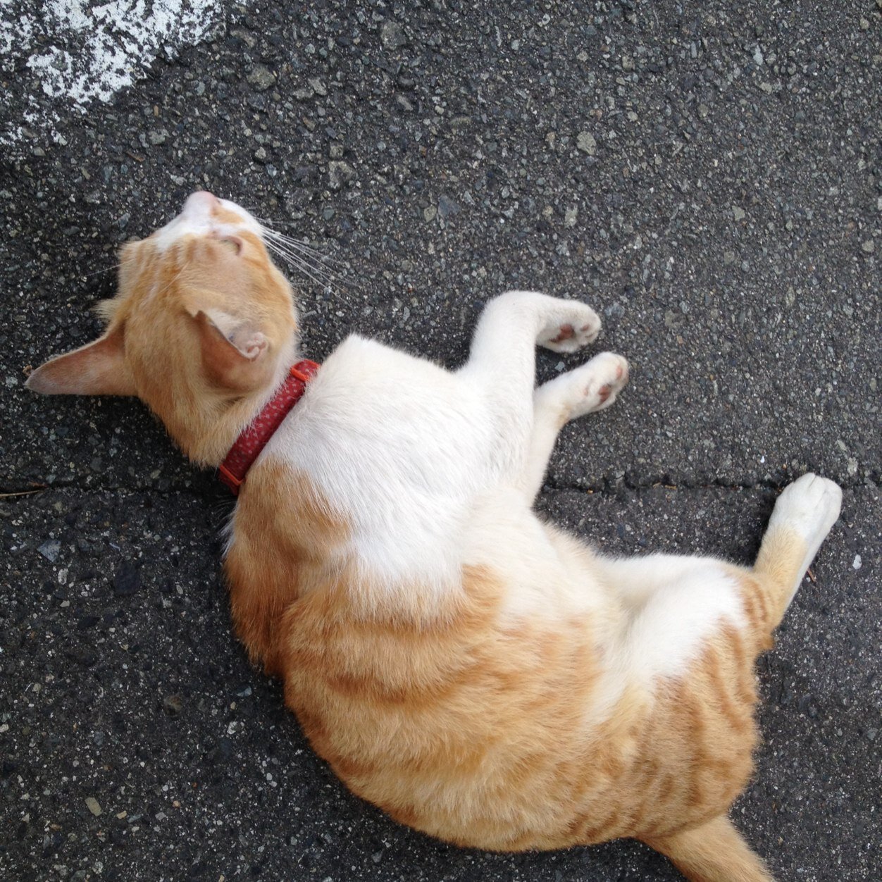 グラブルrank350十天衆10人超越、十賢者。猫2匹飼ってます。