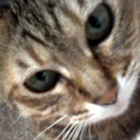 ま行 (@m_cord) 's Twitter Profile Photo