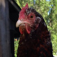 HundredAcreWoodFarm (@hundredacrefarm) Twitter profile photo