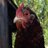 HundredAcreFarm's profile image