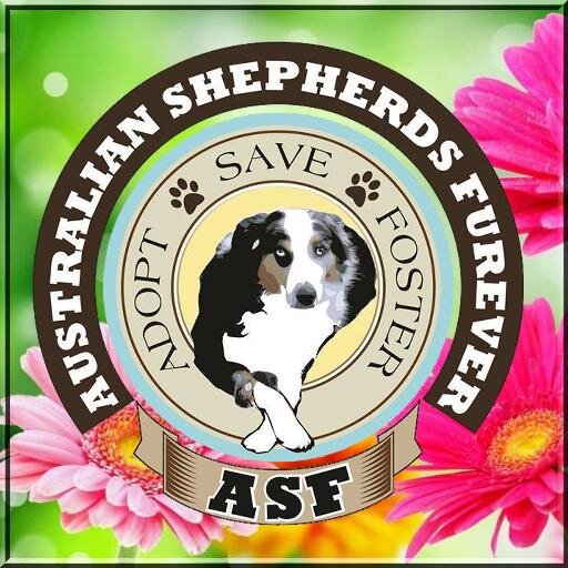 Australian Shepherds Furever is a 501(c)(3) Non-Profit Australian Shepherd Community!