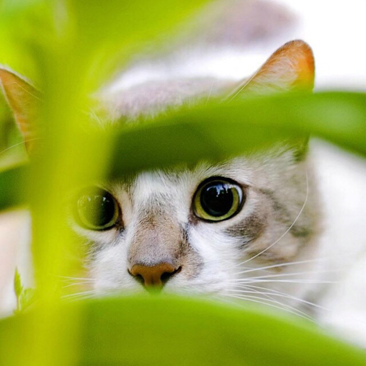 AFortunel's profile picture. 