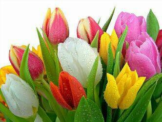 KaungMt's profile picture. 