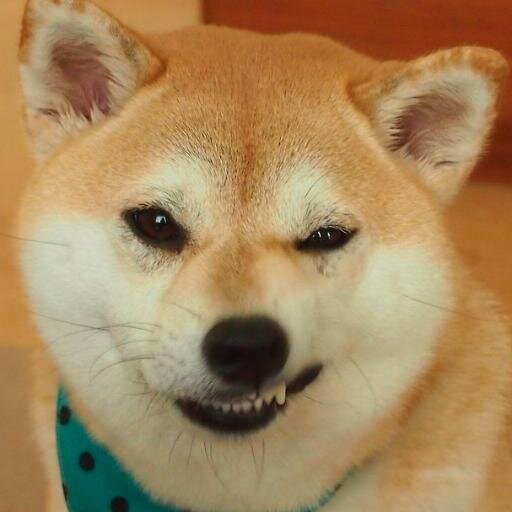 Doged Poker, very doge, so community, this poker, much wow!