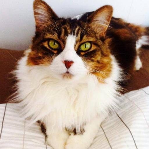 Boopsthecat's profile picture. An album of beautiful, funny, wild, sad, furry, stupid, sleepy and loving photos of Boops the cat & her friends!