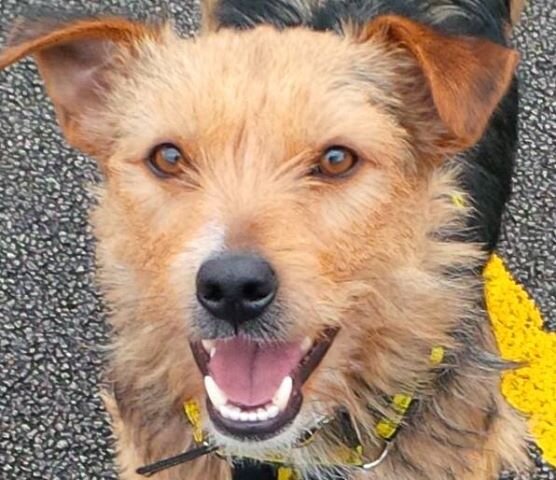 Frank The Dog