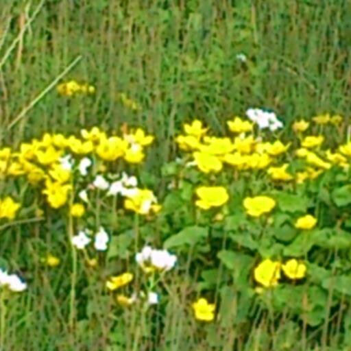 chapelmarsh's profile picture. Our small sustainably run farm nestles in a fold of the Dorset Downs, where we rear sheep and calves and a growing collection of other animals and poultry.