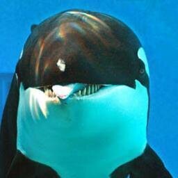 海豚さんのプロフィール画像