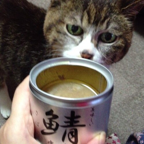 (*ΦωΦ)ฅ AYAaaaaaaaaNさんのプロフィール画像