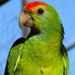 TalkingNation's profile picture. Baby ears, Hawk Eyes and My Mouth?....Ooh my...(Mr. Parrot)