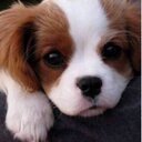 Maddison Wright - @MaddisonWright6 - Twitter