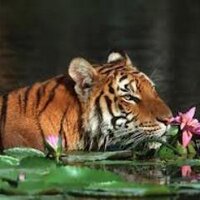 Rising Bangladesh (@risingbd2021) 's Twitter Profile