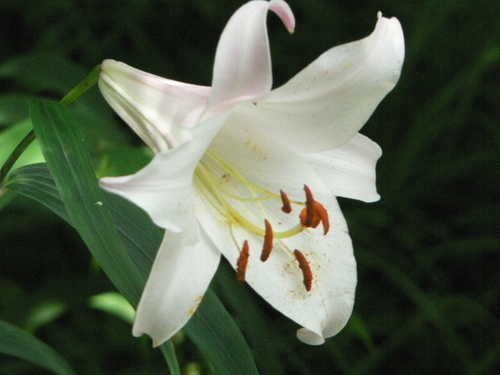 朝の６時に、今日の誕生花と、その花言葉をつぶやきます。