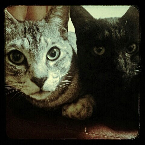 ritsu_331's profile picture. PATAさんLOVE、HIDEちゃん愛。XJAPAN,Ra:IN,THE BACKHORN,MUCC,快進のICHIGEKI,G.D.FLICKERS,CUTT,Vorchaos,