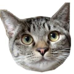 東京都で猫の保護活動・TNRを中心に活動を行う『人と猫の共生を図る対策会議』の公式ツイッターです。里親会の情報、里親募集中の猫さんの紹介などの情報を発信していきます。随時ボランティアも募集しております。https://t.co/FyxKmibEYu