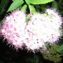 Carol Peralta - @hummingbird1925 - Twitter