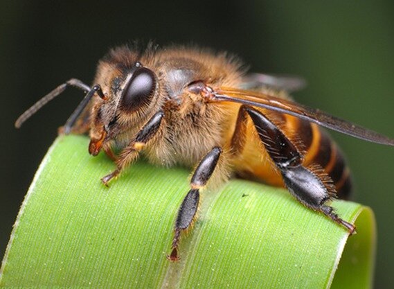 BeeKeepgConf's profile picture. FSBA Honey Bee Conference October 2-3-4 2014 West Palm Beach Florida hosted by the Palm Beach Beekeepers Association