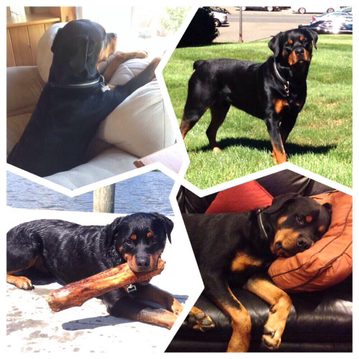 Tweet us pictures of your rotties! We retweet all of them!