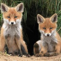 Природа и наука (@science_bel) 's Twitter Profile