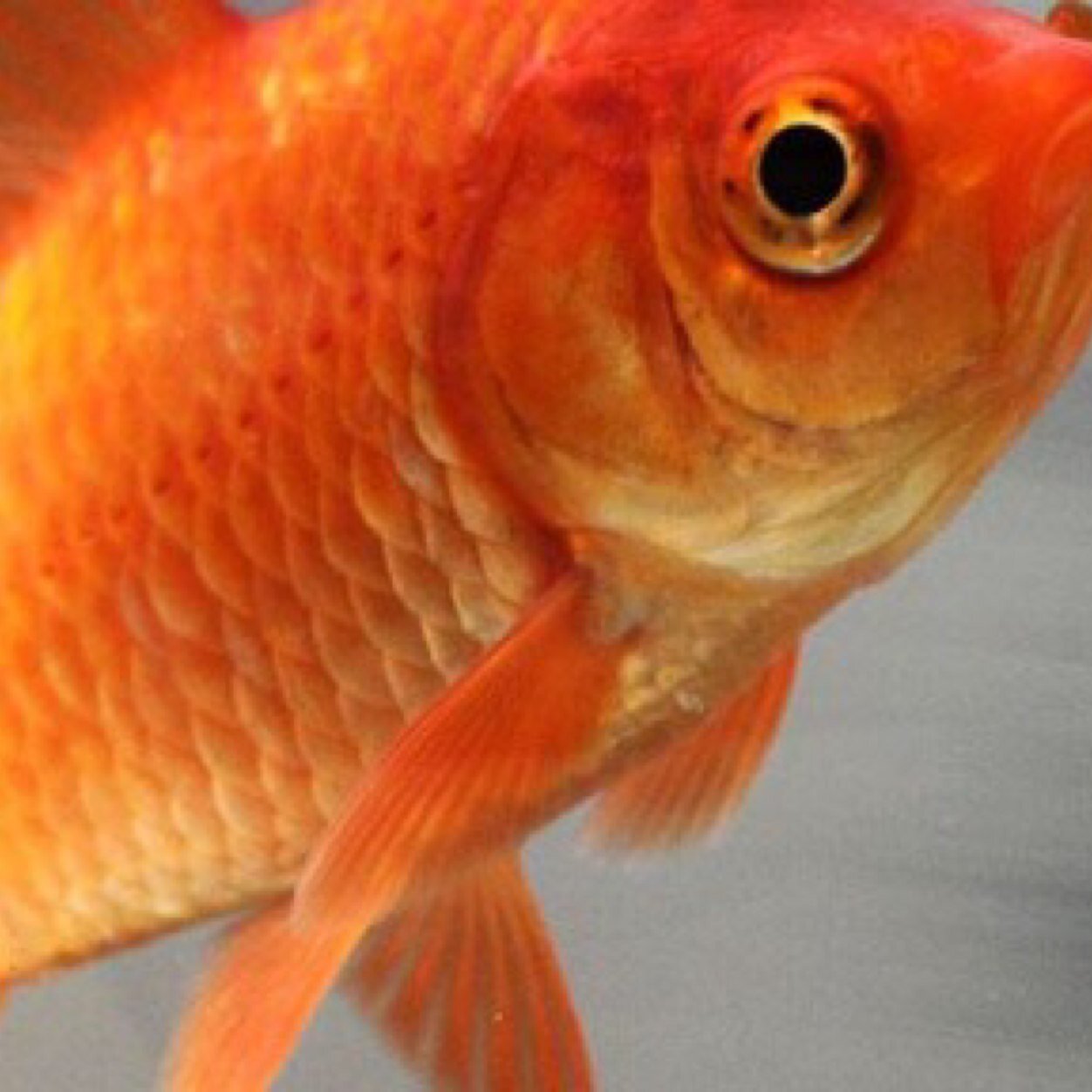 fifithegoldfish's profile picture. 