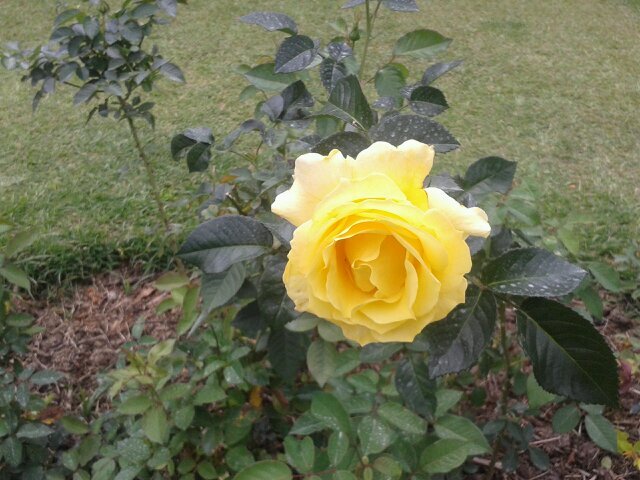 FarasHassan's profile picture. 