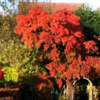 Fiona Adams (@fionaamoseley) 's Twitter Profile