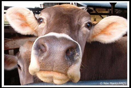 Feedin' Waterin' and Puttin' Out Hay to Kick Yours on Show Day    *3-14-14*