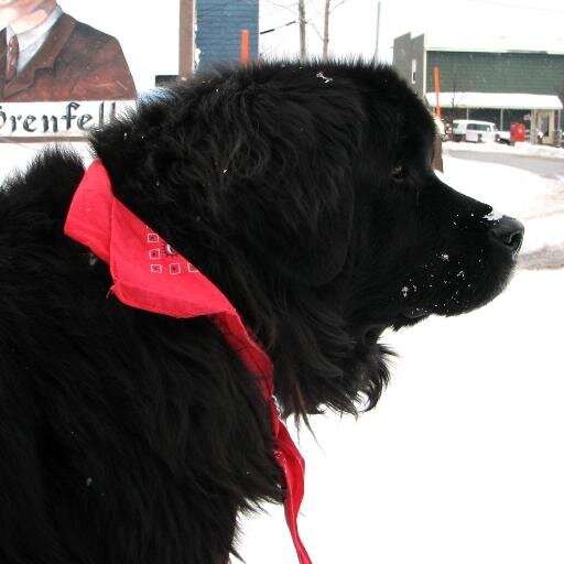 NLemporium's profile picture. The Newfoundland Emporium carries antiques, books, art, items of local historical interest, local products and hand crafted items. Drop by for a visit!