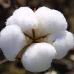 Afritextile S.A. Bdi is a cotton-based textile factory for national, regional and international market