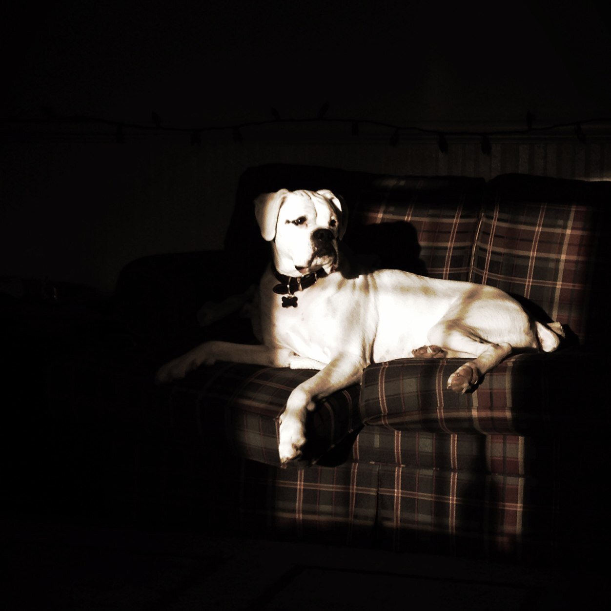 DeaffyDog's profile picture. I'm made of pudding. I think it's Vanilla. There's no way to know for sure.