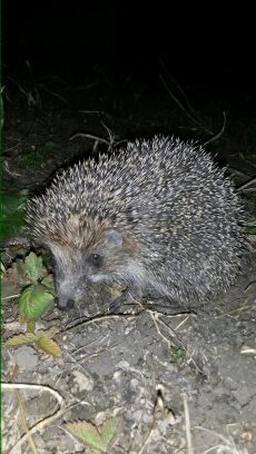 ilnazstr's profile picture. 