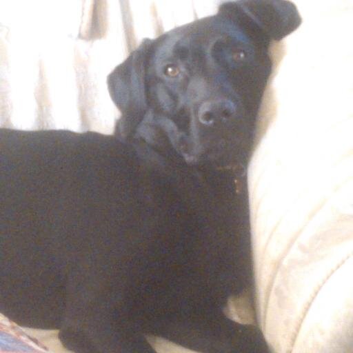 ilovedog's
