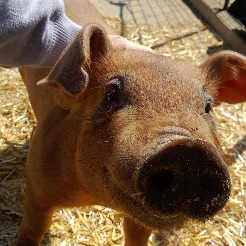 LindsayBuckles's profile picture. 