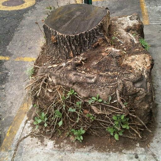 SargentoCuff's profile picture. 