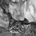 Green Pet Burial (@greenpetburial) Twitter profile photo Green Pet Burial (@greenpetburial) Twitter profile photo
