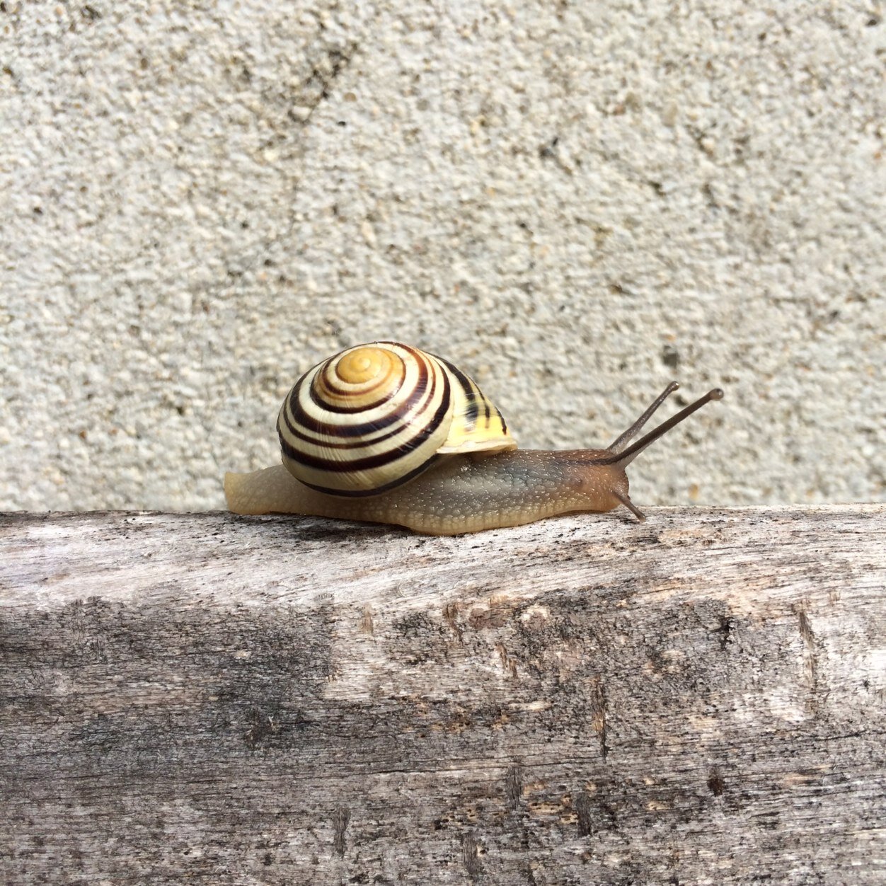 LaeeToli's profile picture. Prof de SVT, au service de la reussite et du bien-être de ts les elev !