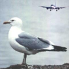 Understanding and reducing bird and other wildlife hazards to aircraft